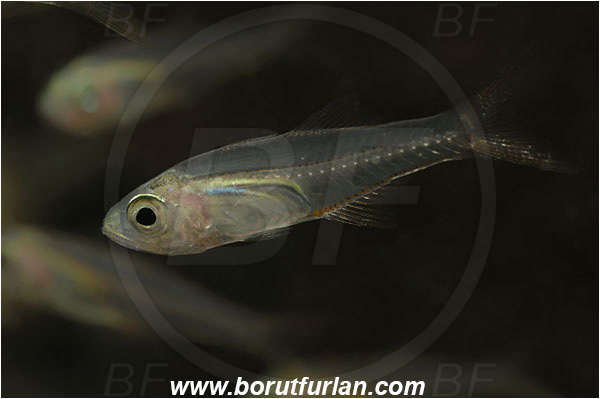 Marsa Shagra, Marsa Alam, Egypt, Red sea, Parapriacanthus ransonneti, Parapriacanthus, Pempheridae, Glassfish, Glassy sweeper, Sweeper, Fish, Backlight, Backlit