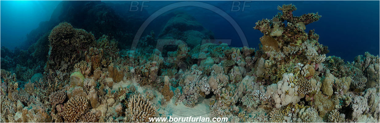 Marsa Alam, Marsa Shagra, Egypt, Red sea, Stone coral, Coral, Cnidaria, Cnidarian, Reef, Panorama