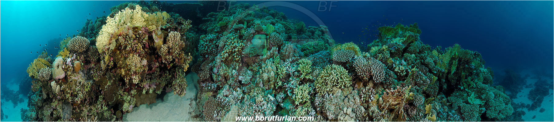 Marsa Alam, Marsa Shagra, Egypt, Red sea, Stone coral, Coral, Cnidaria, Cnidarian, Reef, Panorama