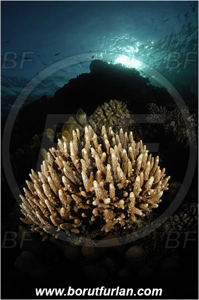 Acropora, Acropora sp., Acroporidae, Anthozoa, Cnidaria, Cnidarian, Coral, Egypt, Marsa Alam, Marsa Shagra, Red sea, Reef, Spot illuminated, Spotlight