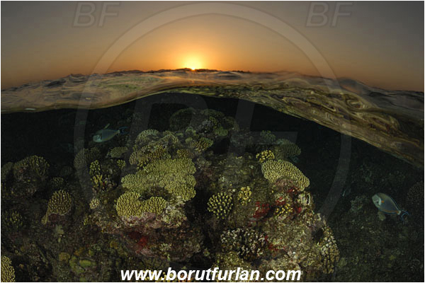 Marsa Alam, Marsa Shagra, Egypt, Red sea, Stone coral, Coral, Cnidaria, Cnidarian, Reef, Sunset, Split-shot, Over-under