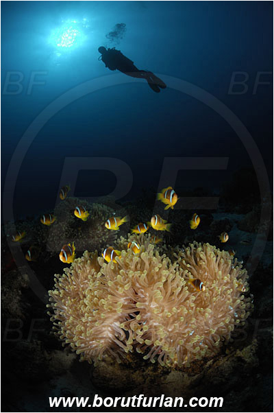 Marsa Shagra, Marsa Alam, Egypt, Red sea, Heteractis magnifica, Heteractis, Stichodactylidae, Magnificent Sea Anemone, Anemone, Anthozoa, Cnidaria, Cnidarian, Reef, Amphiprion bicinctus, Amphiprion, Pomacentridae, Red Sea Anemonefish, Anemonefish, Red sea Clownfish, Clownfish, Fish, Diver, Spotlight, Spot illuminated