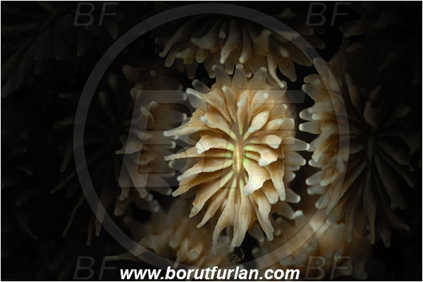 Marsa Alam, Marsa Shagra, Egypt, Red sea, Galaxea fascicularis, Galaxea, Euphylliidae, Anthozoa, Cnidaria, Cnidarian, Porites Coral, Coral, Abstract, Spotlight, Spot illuminated