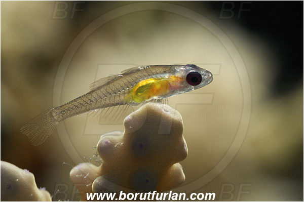 Marsa Shagra, Marsa Alam, Egypt, Red sea, Bryaninops natans, Bryaninops, Gobiidae, Pinkeye Goby, Goby, Fish, Backlight, Backlit