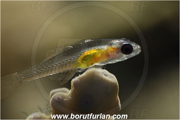 Marsa Shagra, Marsa Alam, Egypt, Red sea, Bryaninops natans, Bryaninops, Gobiidae, Pinkeye Goby, Goby, Fish, Backlight, Backlit