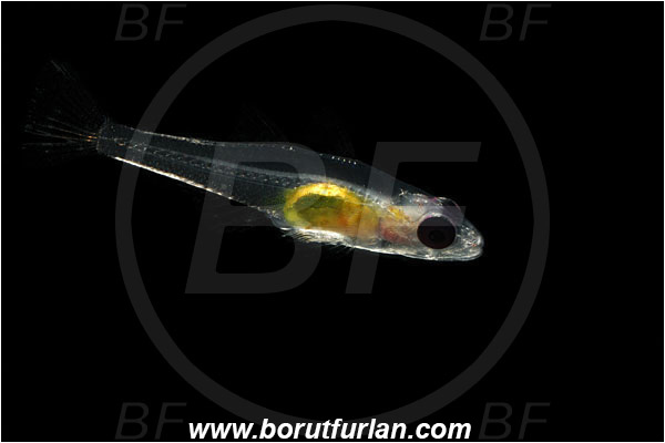 Marsa Shagra, Marsa Alam, Egypt, Red sea, Bryaninops natans, Bryaninops, Gobiidae, Pinkeye Goby, Goby, Fish, Backlight, Backlit