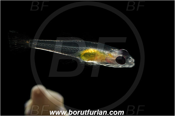 Marsa Shagra, Marsa Alam, Egypt, Red sea, Bryaninops natans, Bryaninops, Gobiidae, Pinkeye Goby, Goby, Fish, Backlight, Backlit