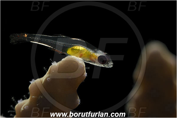 Marsa Shagra, Marsa Alam, Egypt, Red sea, Bryaninops natans, Bryaninops, Gobiidae, Pinkeye Goby, Goby, Fish, Backlight, Backlit