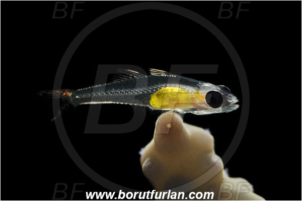 Marsa Shagra, Marsa Alam, Egypt, Red sea, Bryaninops natans, Bryaninops, Gobiidae, Pinkeye Goby, Goby, Fish, Backlight, Backlit