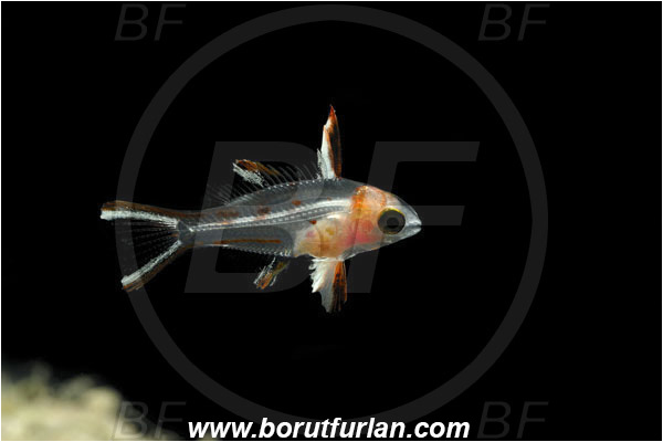 Marsa Shagra, Marsa Alam, Egypt, Red sea, Bodianus anthioides, Bodianus, Labridae, Lyretail Hogfish, Hogfish, Fish, Wrasse, Juvenile, Backlight, Backlit