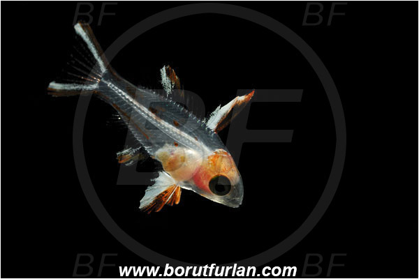 Marsa Shagra, Marsa Alam, Egypt, Red sea, Bodianus anthioides, Bodianus, Labridae, Lyretail Hogfish, Hogfish, Fish, Wrasse, Juvenile, Backlight, Backlit
