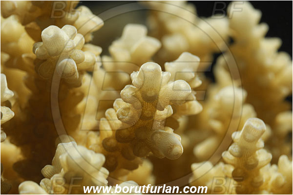 Marsa Alam, Marsa Shagra, Egypt, Red sea, Acropora sp., Acropora, Acroporidae, Hard Coral, Coral, Anthozoa, Cnidaria, Cnidarian, Abstract, Backlight, Backlit