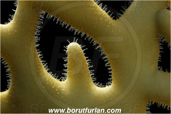 Marsa Alam, Marsa Shagra, Egypt, Red sea, Millepora dichotoma, Millepora, Milleporidae, Hydrozoa, Cnidaria, Cnidarian, Net fire coral, Fire coral, Abstract, Backlight, Backlit