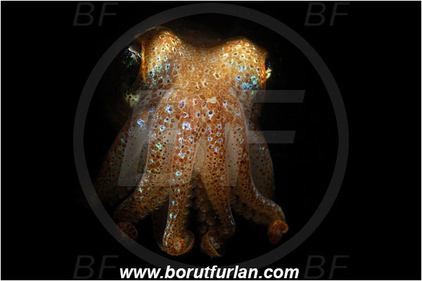Piran, Slovenia, Adriatic sea, Mediterranean sea, Sepia officinalis, Sepia, Sepiidae, European cuttlefish, Common cuttlefish, Cuttlefish, Cephalopoda, Mollusca, Mollusc, Portrait, Spotlight, Spot illuminated
