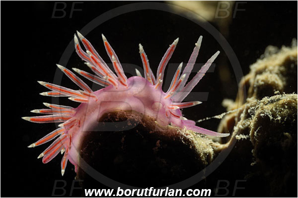 Piran, Slovenia, Adriatic sea, Mediterranean sea, Edmundsella pedata, Edmundsella, Flabellinidae, Violet Flabellina, Nudibranch, Sea slug, Gastropoda, Mollusca, Backlight, Backlit