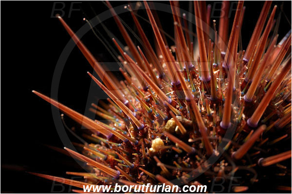 Bodrum, Turkey, Aegean sea, Mediterranean sea, Genocidaris maculata, Genocidaris, Trigonocidaridae, Sea Urchin, Echinoidea, Echinodermata, Echinoderm, Abstract, Backlight, Backlit