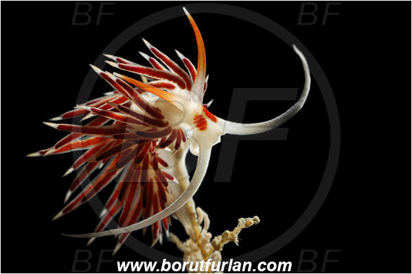 Bodrum, Turkey, Aegean sea, Mediterranean sea, Cratena peregrina, Cratena, Facelinidae, Tricolor nudibranch, Nudibranch, Sea slug, Gastropoda, Mollusca, Mollusc, Backlight, Backlit