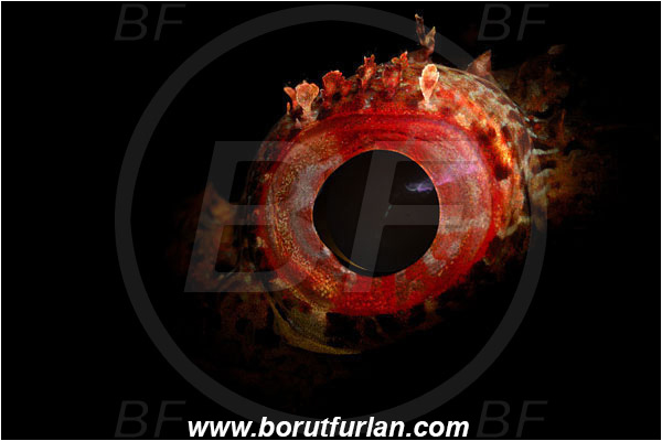 Island Brusnik, Croatia, Adriatic sea, Mediterranean sea, Scorpaena notata, Scorpaena, Scorpaenidae, Small red scorpionfish, Scorpionfish, Fish, Eye, Abstract, Spotlight, Spot illuminated