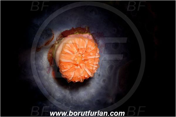 Island Brusnik, Croatia, Adriatic sea, Mediterranean sea, Caryophyllia sp., Caryophyllia, Caryophylliidae, Cup coral, Coral, Anthozoa, Cnidaria, Cnidarian, Spotlight, Spot illuminated