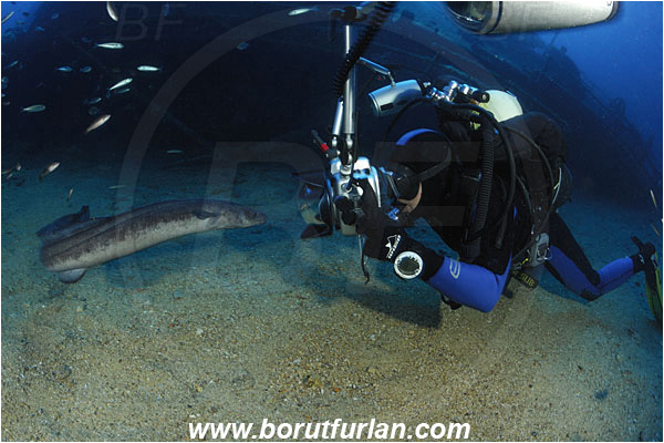 Island Vis, Croatia, Adriatic sea, Mediterranean sea, Wreck Teti, Wreck, Teti, Conger conger, Conger, Congridae, European conger, Fish, Diver, Underwater photographer, Photographing