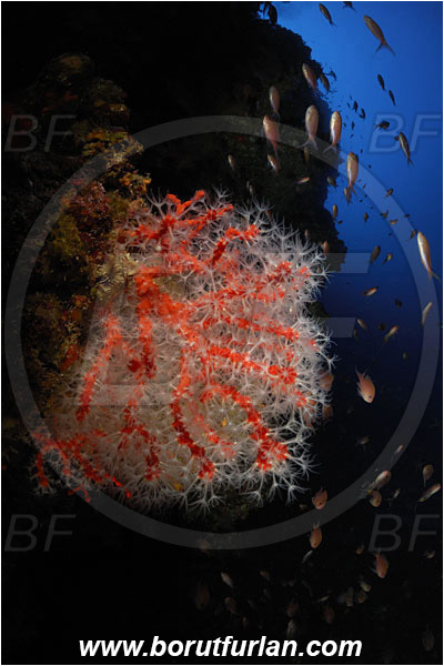 Island Bisevo, Croatia, Adriatic sea, Mediterranean sea, Corallium rubrum, Corallium, Coralliidae, Precious Coral, Red coral, Coral, Anthozoa, Cnidaria, Cnidarian, Reef, Spotlight, Spot illuminated