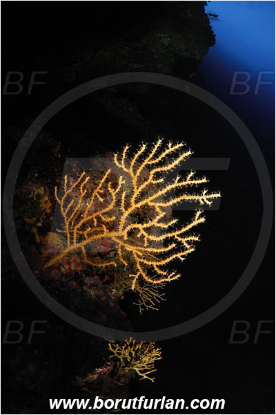 Island Bisevo, Croatia, Adriatic sea, Mediterranean sea, Eunicella cavolini, Eunicella, Gorgoniidae, Yellow gorgonian, Sea fan, Coral, Cnidaria, Cnidarian, Reef, Spotlight, Spot illuminated