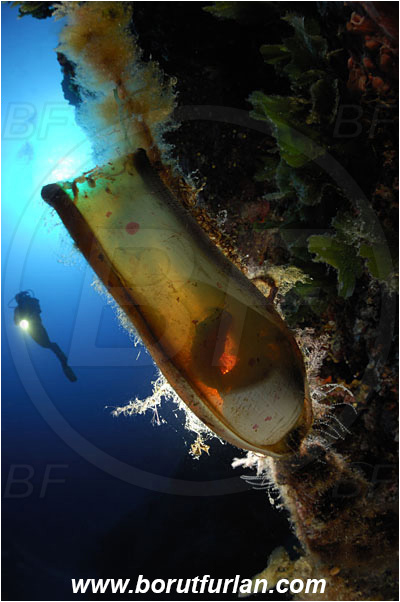 Island Vis, Croatia, Adriatic sea, Mediterranean sea, Scyliorhinus sp., Scyliorhinus, Scyliorhinidae, Catshark