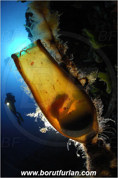 Island Vis, Croatia, Adriatic sea, Mediterranean sea, Scyliorhinus sp., Scyliorhinus, Scyliorhinidae, Catshark