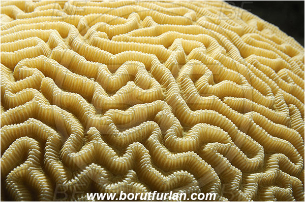 Marsa Alam, Marsa Shagra, Egypt, Red sea, Platygyra sp., Platygyra, Meandrinidae, Brain coral, Coral, Anthozoa, Cnidaria, Cnidarian, Abstract, Backlight, Backlit