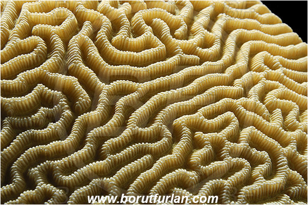 Marsa Alam, Marsa Shagra, Egypt, Red sea, Platygyra sp., Platygyra, Meandrinidae, Brain coral, Coral, Anthozoa, Cnidaria, Cnidarian, Abstract, Backlight, Backlit