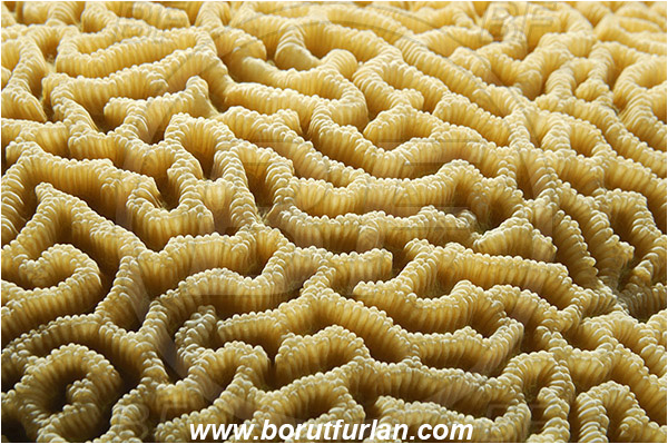 Marsa Alam, Marsa Shagra, Egypt, Red sea, Platygyra sp., Platygyra, Meandrinidae, Brain coral, Coral, Anthozoa, Cnidaria, Cnidarian, Abstract, Backlight, Backlit