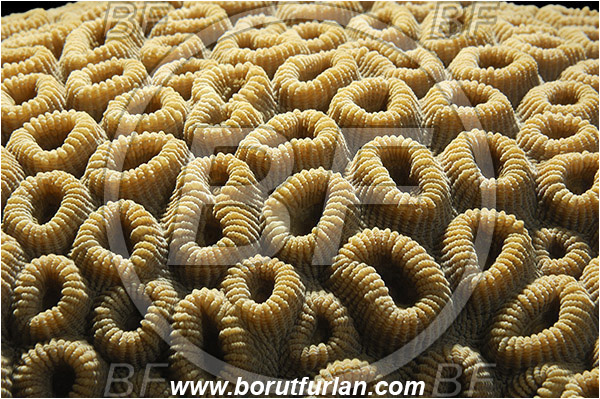 Abstract, Anthozoa, Backlight, Backlit, Cnidaria, Cnidarian, Coral, Egypt, Favia, Favia favus, Faviidae, Honeycomb Coral, Marsa Alam, Marsa Shagra, Red sea