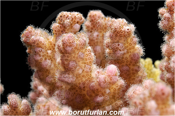 Marsa Alam, Marsa Shagra, Egypt, Red sea, Pocillopora sp., Pocillopora, Pocilloporidae, Hard Coral, Coral, Anthozoa, Cnidaria, Cnidarian, Abstract, Backlight, Backlit