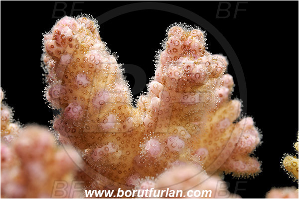 Marsa Alam, Marsa Shagra, Egypt, Red sea, Pocillopora sp., Pocillopora, Pocilloporidae, Hard Coral, Coral, Anthozoa, Cnidaria, Cnidarian, Abstract, Backlight, Backlit