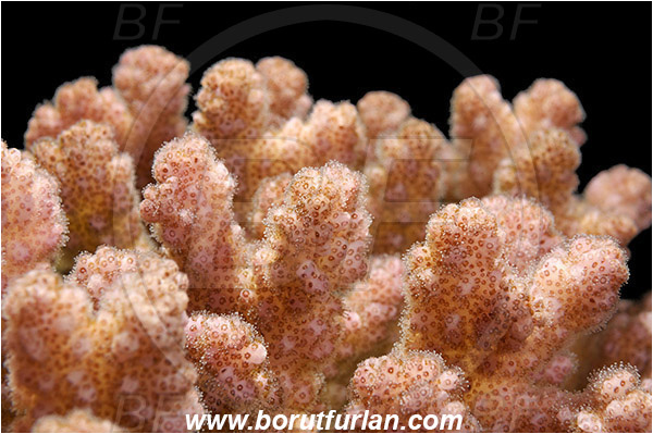 Marsa Alam, Marsa Shagra, Egypt, Red sea, Pocillopora sp., Pocillopora, Pocilloporidae, Hard Coral, Coral, Anthozoa, Cnidaria, Cnidarian, Abstract, Backlight, Backlit