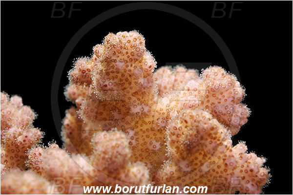 Marsa Alam, Marsa Shagra, Egypt, Red sea, Pocillopora sp., Pocillopora, Pocilloporidae, Hard Coral, Coral, Anthozoa, Cnidaria, Cnidarian, Abstract, Backlight, Backlit