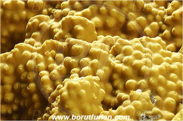 Marsa Alam, Marsa Shagra, Egypt, Red sea, Turbinaria reniformis, Turbinaria, Dendrophylliidae, Anthozoa, Cnidaria, Cnidarian, Yellow Waver Coral, Yellow Scroll Coral, Coral, Abstract, Backlight, Backlit