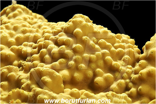 Marsa Alam, Marsa Shagra, Egypt, Red sea, Turbinaria reniformis, Turbinaria, Dendrophylliidae, Anthozoa, Cnidaria, Cnidarian, Yellow Waver Coral, Yellow Scroll Coral, Coral, Abstract, Backlight, Backlit