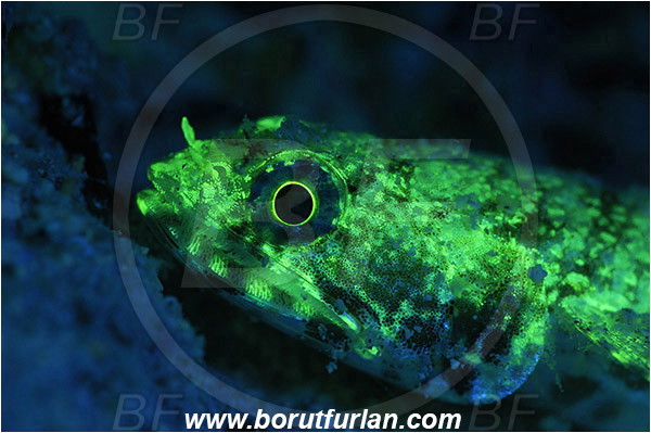 Marsa Shagra, Marsa Alam, Egypt, Red sea, Synodus variegatus, Synodus, Synodontidae, Variegated lizardfish, Lizardfish, Fish, Portrait, UV, UV illumination, UV light, Biofluorescence