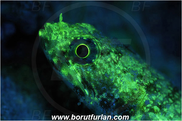 Marsa Shagra, Marsa Alam, Egypt, Red sea, Synodus variegatus, Synodus, Synodontidae, Variegated lizardfish, Lizardfish, Fish, Portrait, UV, UV illumination, UV light, Biofluorescence