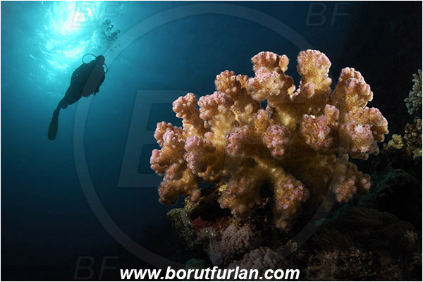 Marsa Alam, Marsa Shagra, Egypt, Red sea, Pocillopora sp., Pocillopora, Pocilloporidae, Hard Coral, Coral, Anthozoa, Cnidaria, Cnidarian, Reef, Spotlight, Spot illuminated, Diver