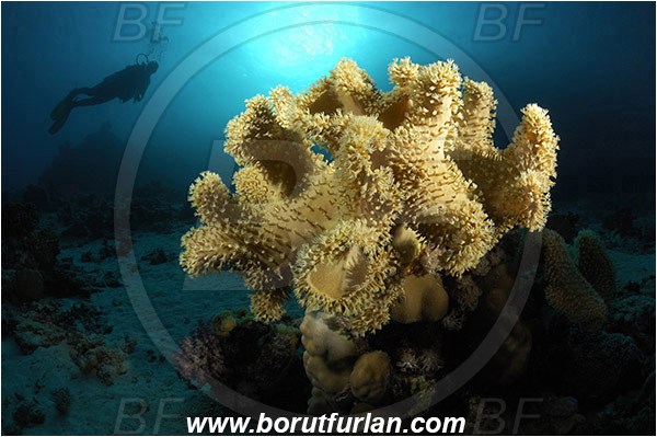 Marsa Alam, Marsa Shagra, Egypt, Red sea, Sarcophyton sp., Sarcophyton, Alcyoniidae, Anthozoa, Cnidaria, Cnidarian, Mushroom Leather Coral, Leather Coral, Coral, Reef, Spotlight, Spot illuminated, Diver
