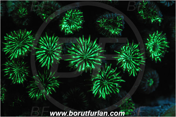 Piran, Slovenia, Adriatic sea, Mediterranean sea, Cladocora caespitosa, Cladocora, Family: Scleractinia incertae sedis, Mediterranean pillow coral, Coral, Anthozoa, Cnidaria, Cnidarian, Abstract, UV, UV illumination, UV light, Biofluorescence