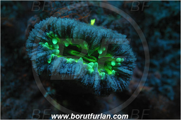 Piran, Slovenia, Adriatic sea, Mediterranean sea, Balanophyllia italica, Balanophyllia, Dendrophylliidae, Cup coral, Coral, Anthozoa, Cnidaria, Cnidarian, UV, UV illumination, UV light, Biofluorescence
