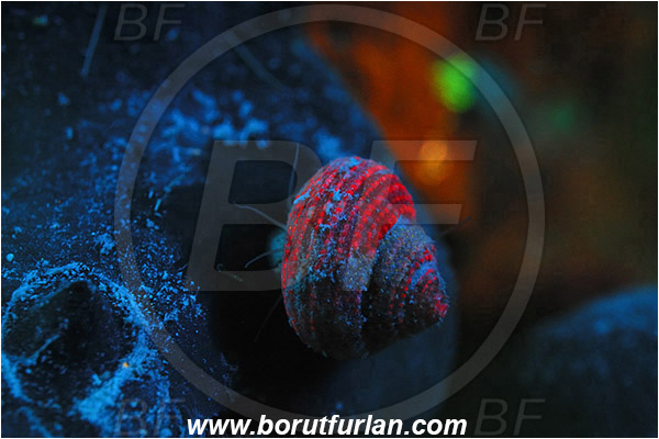 Piran, Slovenia, Adriatic sea, Mediterranean sea, Homalopoma sanguineum, Homalopoma, Colloniidae, Dwarf turban, Sea snail, Gastropoda, Mollusca, Mollusc, UV, UV illumination, UV light, Biofluorescence