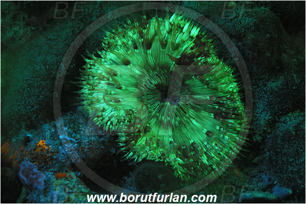 Piran, Slovenia, Adriatic sea, Mediterranean sea, Cereus pedunculatus, Cereus, Sagartiidae, Daisy anemone, Anemone, Anthozoa, Cnidaria, Cnidarian, UV, UV illumination, UV light, Biofluorescence