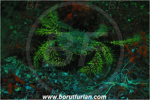 Piran, Slovenia, Adriatic sea, Mediterranean sea, Pilumnus hirtellus, Pilumnus, Pilumnidae, Decapoda, Crustacea, Crustacean, Bristly crab, Hairy crab, Crab, UV, UV illumination, UV light, Biofluorescence