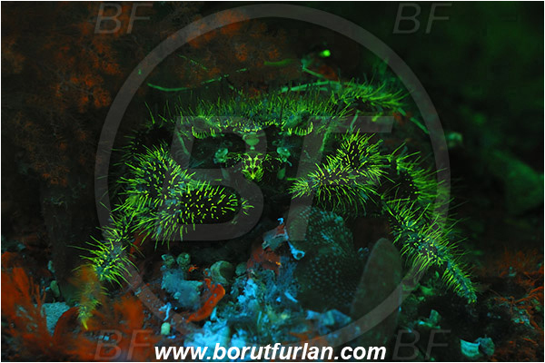 Piran, Slovenia, Adriatic sea, Mediterranean sea, Pilumnus hirtellus, Pilumnus, Pilumnidae, Decapoda, Crustacea, Crustacean, Bristly crab, Hairy crab, Crab, UV, UV illumination, UV light, Biofluorescence