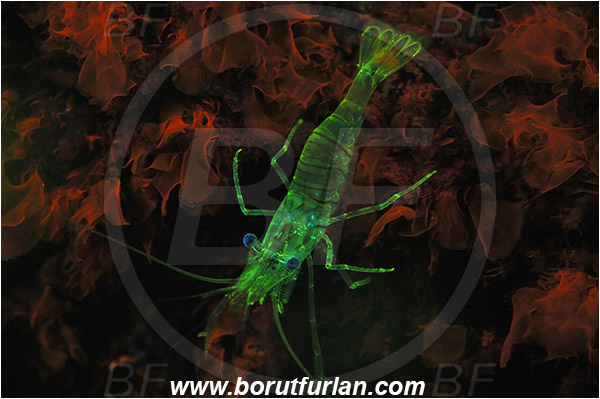 Piran, Slovenia, Adriatic sea, Mediterranean sea, Palaemon elegans, Palaemon, Palaemonidae, Decapoda, Common prawn, Shrimp, Crustacea, Crustacean, UV, UV illumination, UV light, Biofluorescence