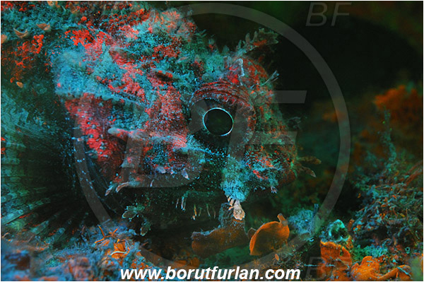 Piran, Slovenia, Adriatic sea, Mediterranean sea, Scorpaena notata, Scorpaena, Scorpaenidae, Small red scorpionfish, Scorpionfish, Fish, Portrait, UV, UV illumination, UV light, Biofluorescence